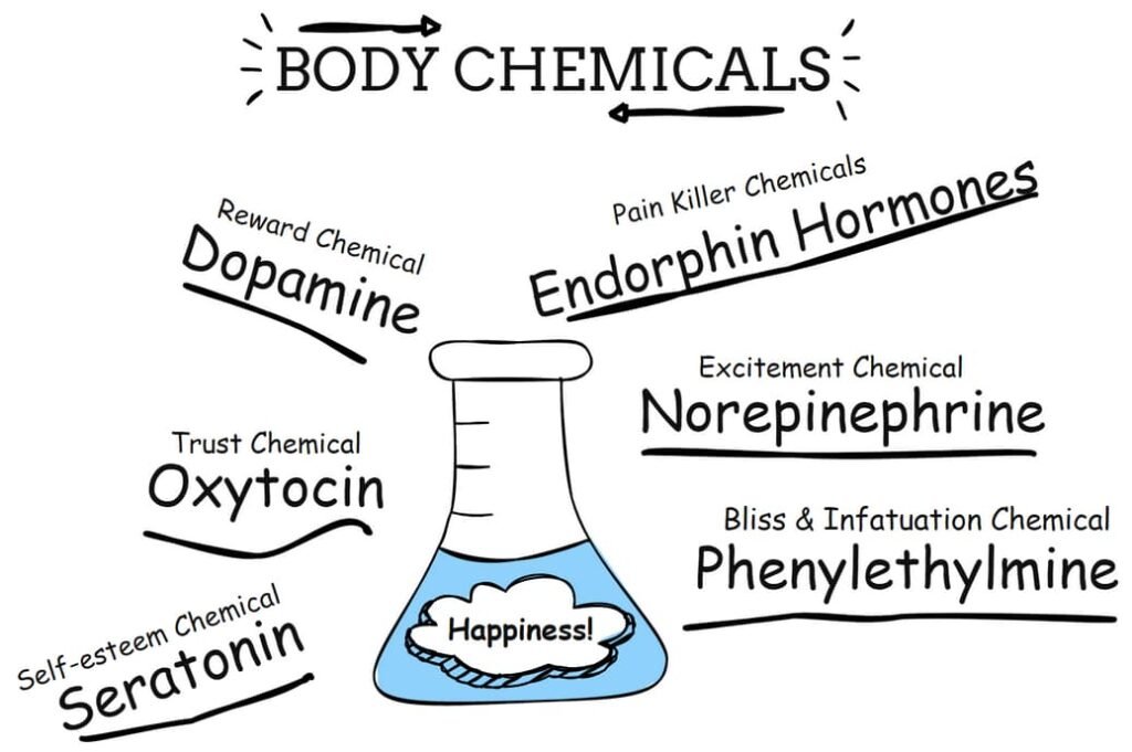Neurotransmitters and body chemicals and flow